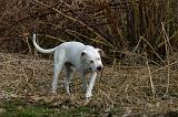 DOGUE ARGENTIN 527